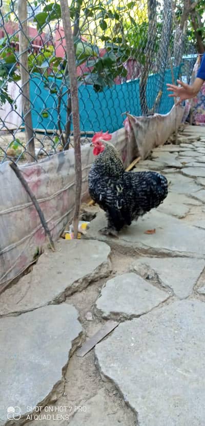 Bantam male