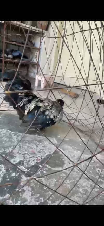 Siky bantam and shamo Aseel