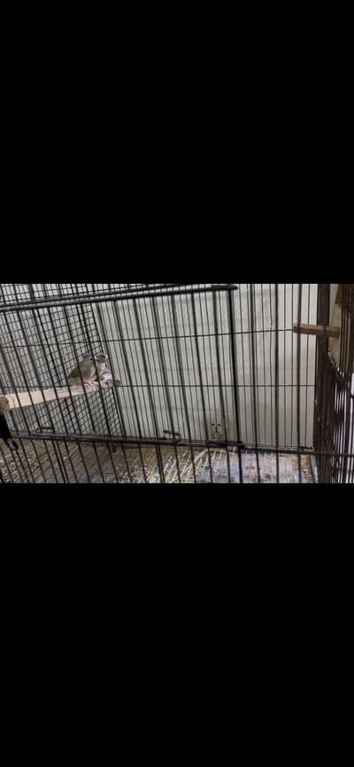 Gouldian Finch Breeding Setup for Sale(Urgent Basis)