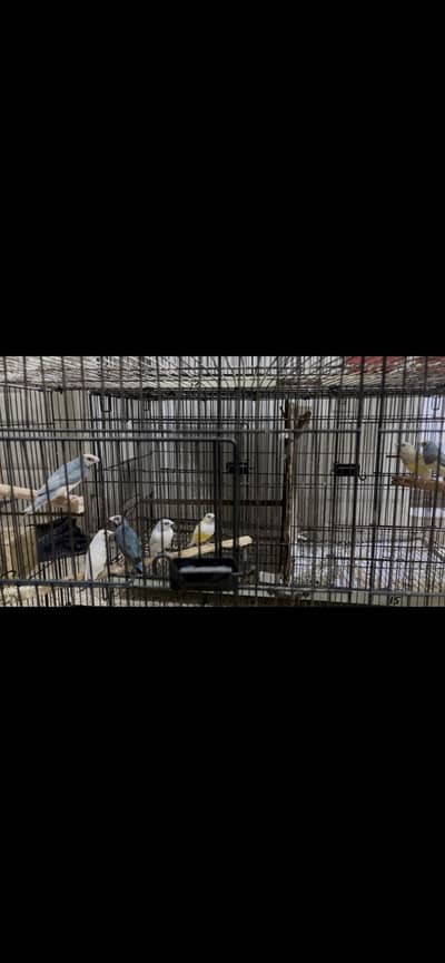 Gouldian Finch Breeding Setup for Sale(Urgent Basis)