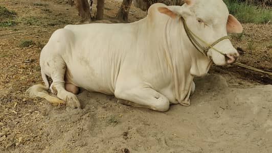 Pure Nukra for sale 2 dant Hain es Eid k liay Zabardst gift