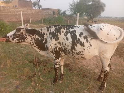 qurban
