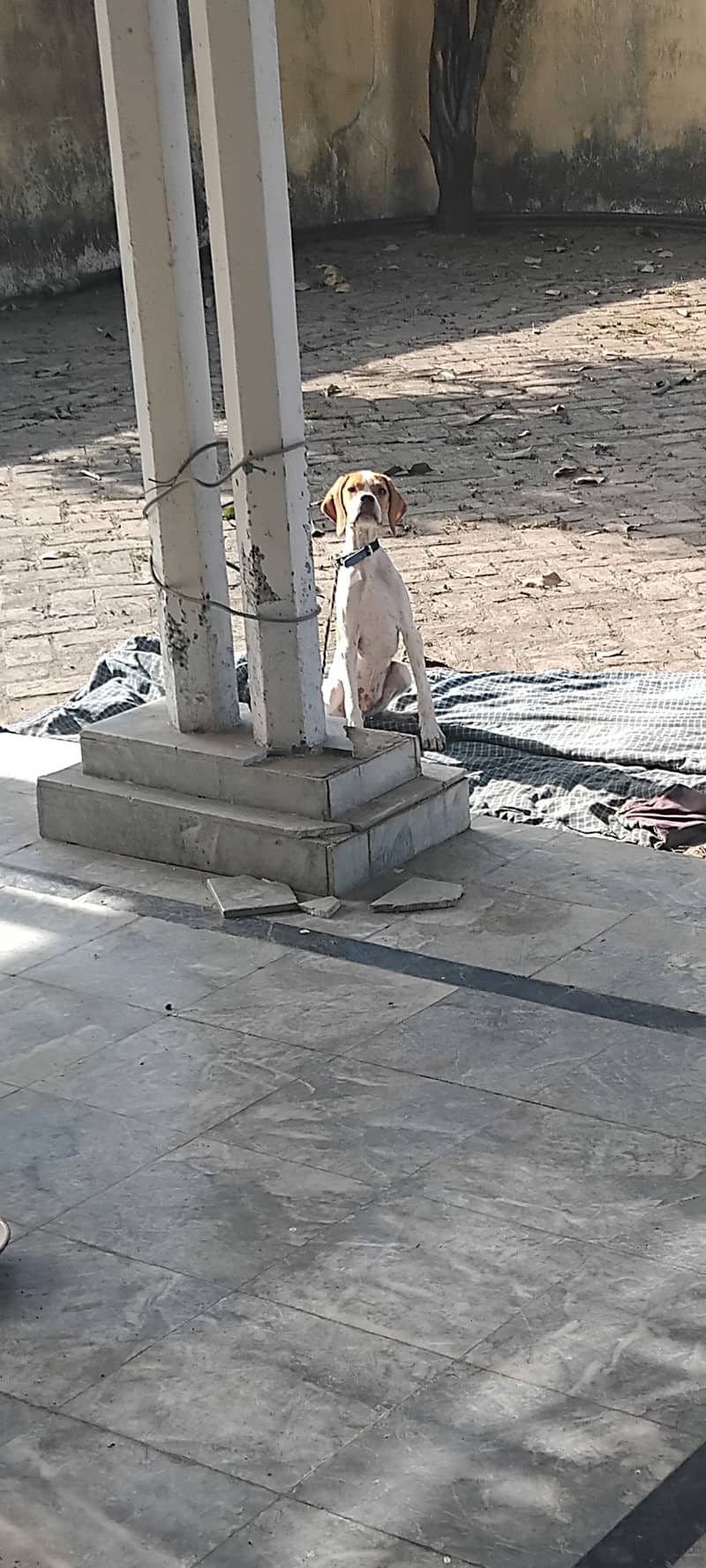 English pointer dog 0