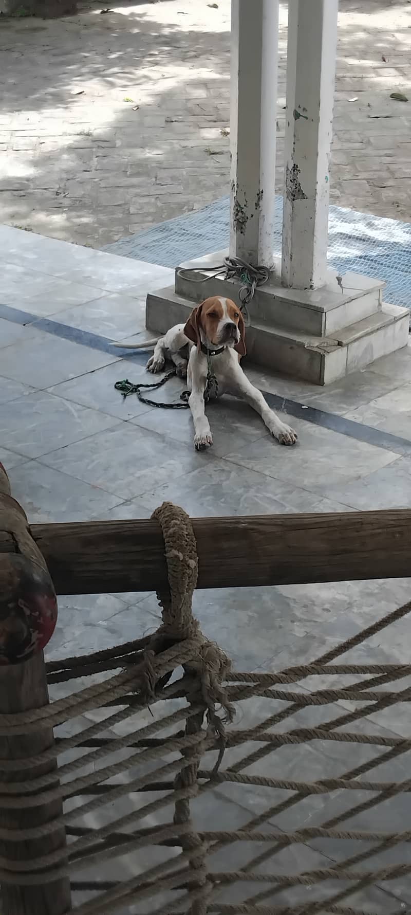 English pointer dog 1