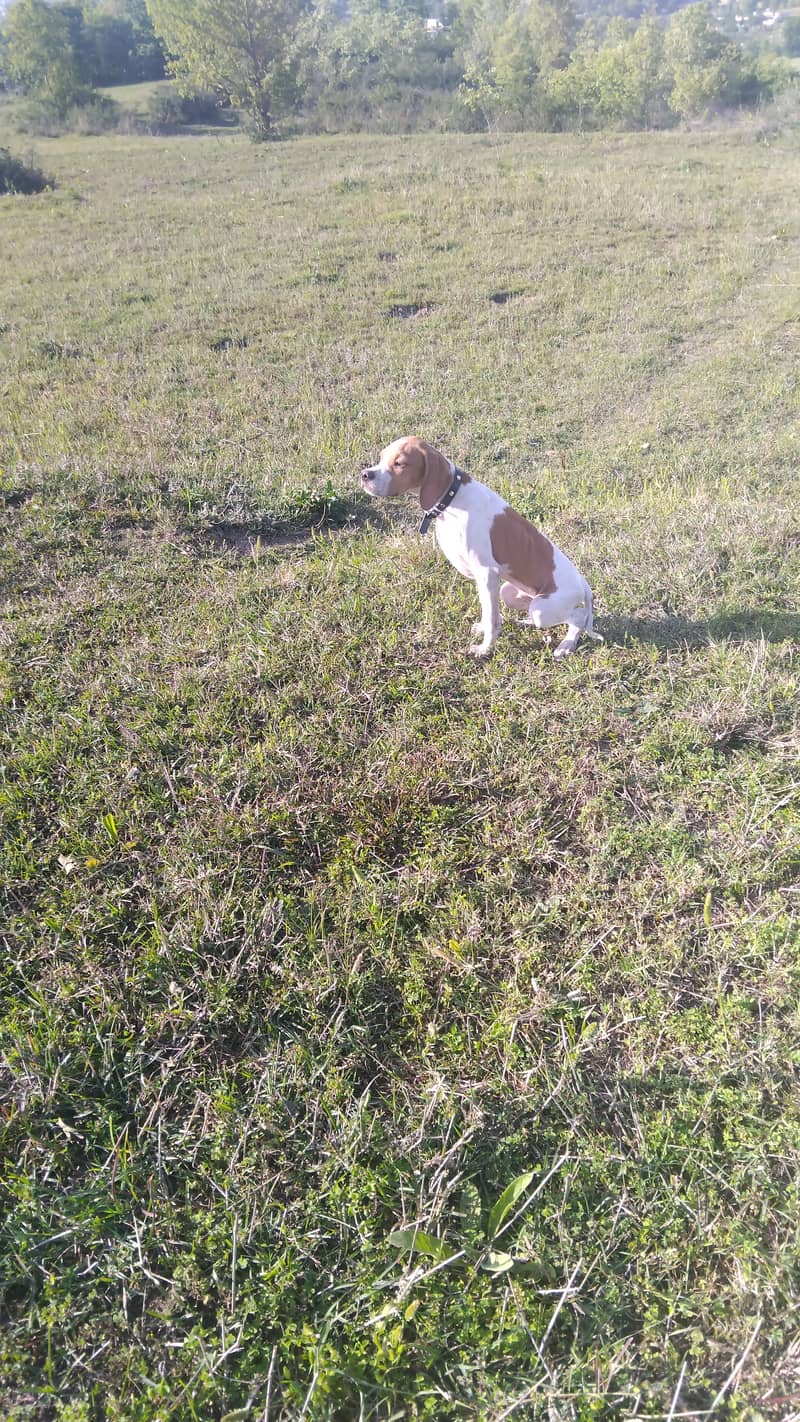 English pointer dog 2
