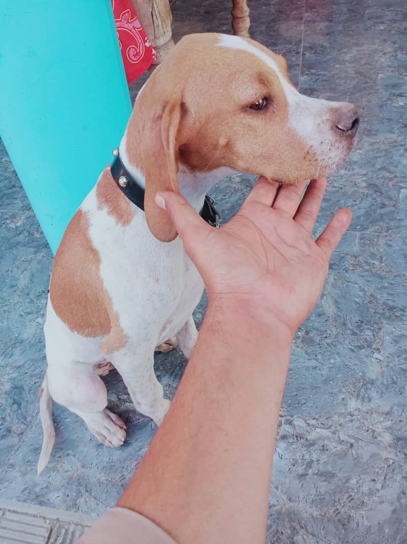 English pointer dog 3