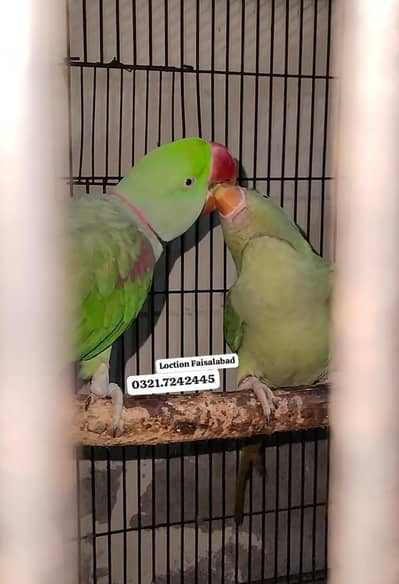 Handtamed talking pair