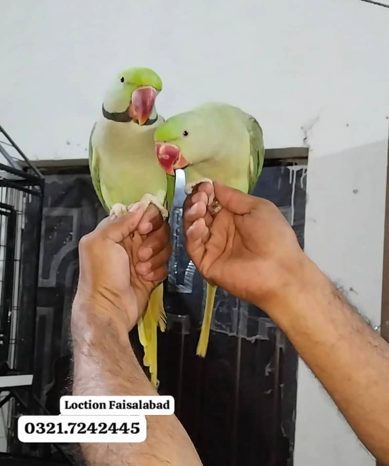 Handtamed talking pair 1