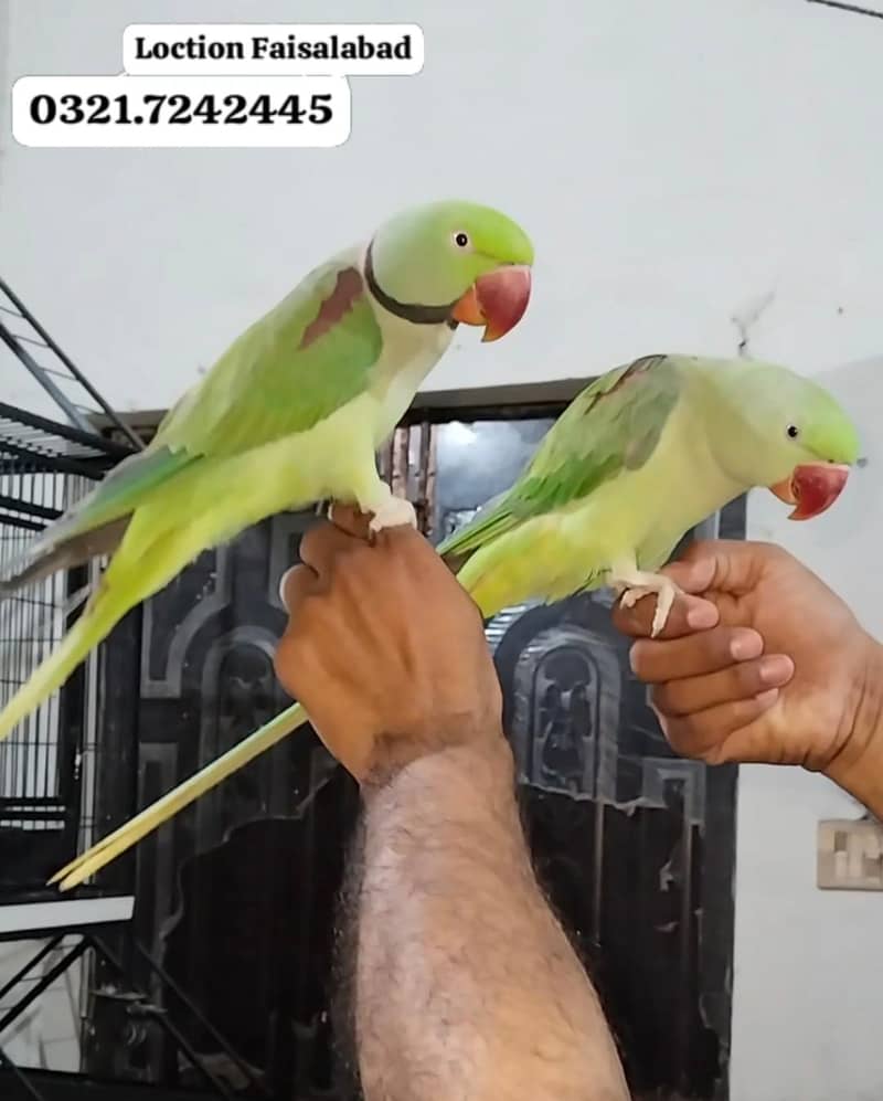 Handtamed talking pair 2