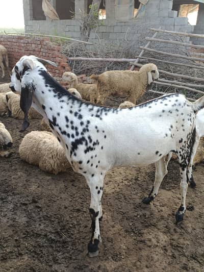 qurbani bakra , MashAllah beautiful, age 2.5years