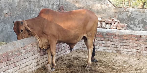 5 Bachra  /2 dant/ For Qurbani