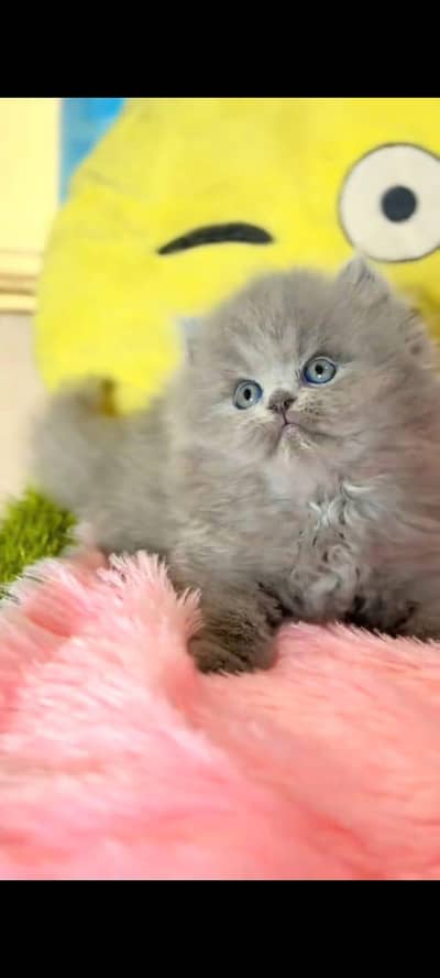 pure Persian cats vaccinated triple coated/WhatsApp 03316360929