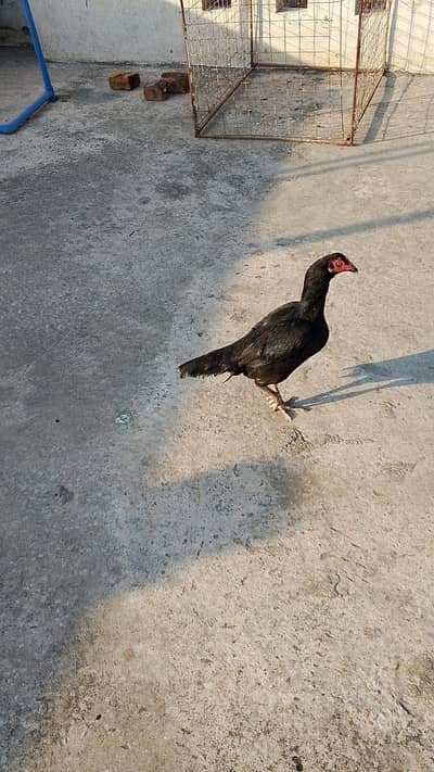 Aseel hen