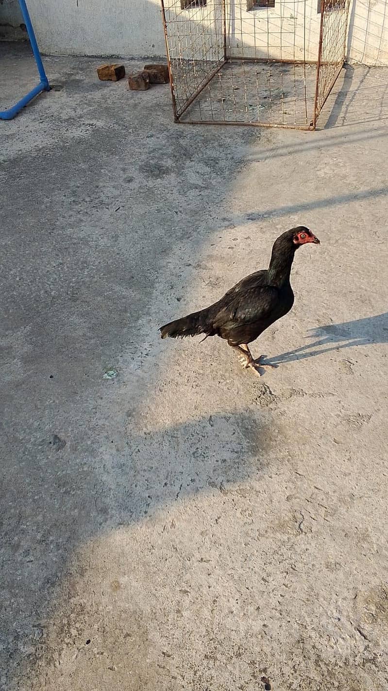 Aseel hen 0