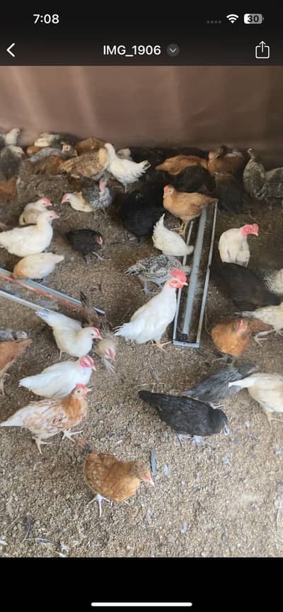Golden misri chicks for sale