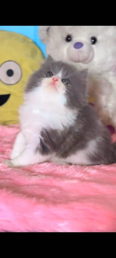 pure Persian cats vaccinated triple coated/WhatsApp 03316360929