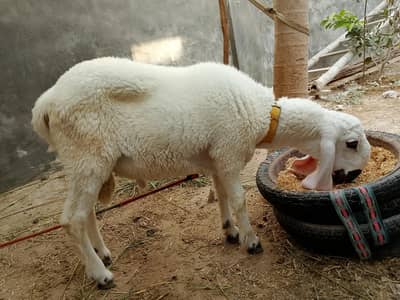 larkana dumba