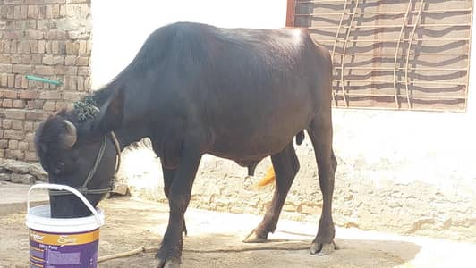 پیور نیلی راوی کٹا قربانی کے لیے