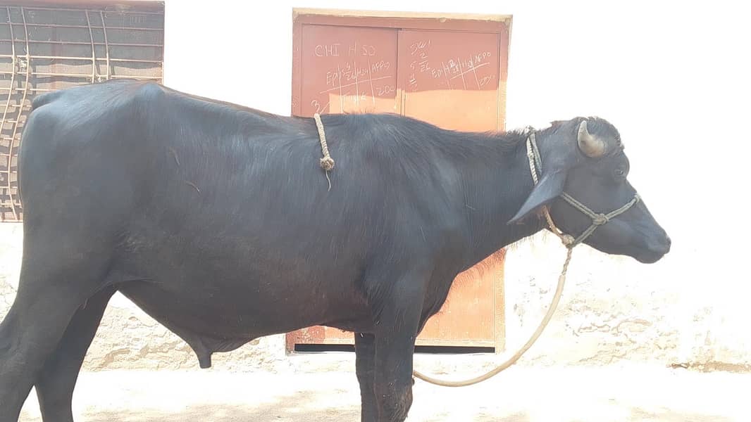 پیور نیلی راوی کٹا قربانی کے لیے 1