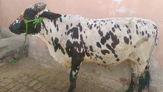 2 dant bull for sale