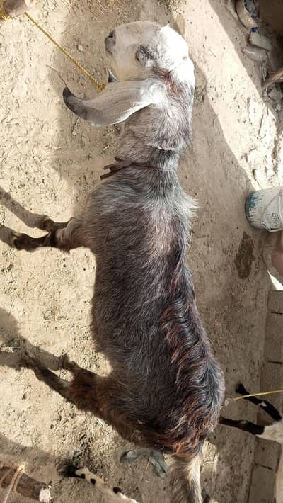 goats for sell price 85000