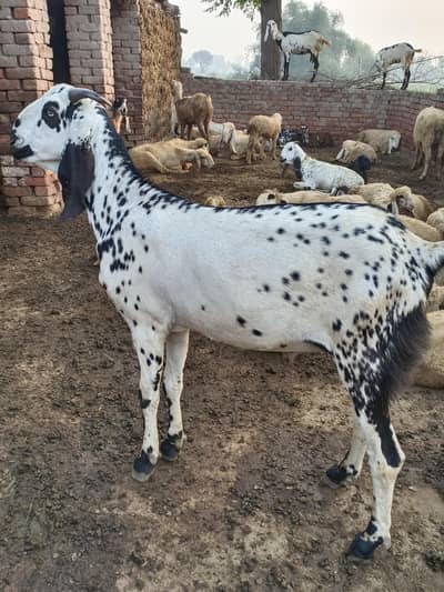 qurbani bakra , MashAllah beautiful, age 2.5years