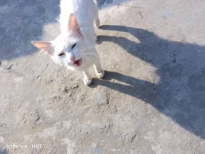 healthy playfull cat