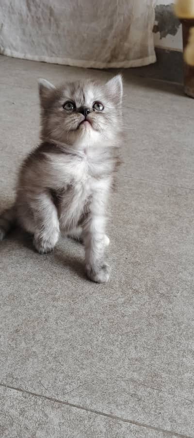 Persian Kittens Available for Sale Male and Female Healthy, Active