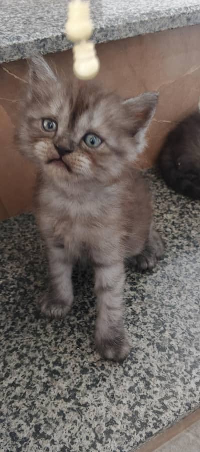 Persian Kittens Available for Sale Male and Female Healthy, Active