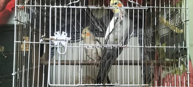 cocktail pair with cage