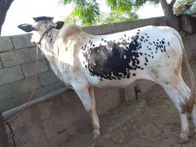 bull for sale ready for qurbani