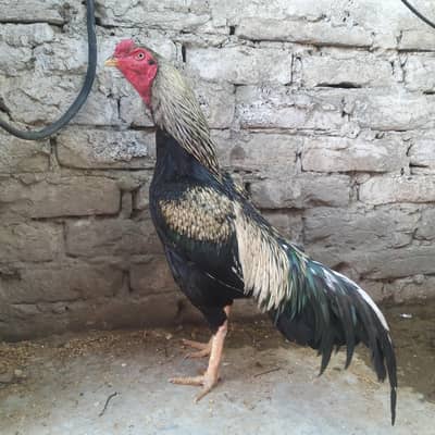java male breeder and hera patha available