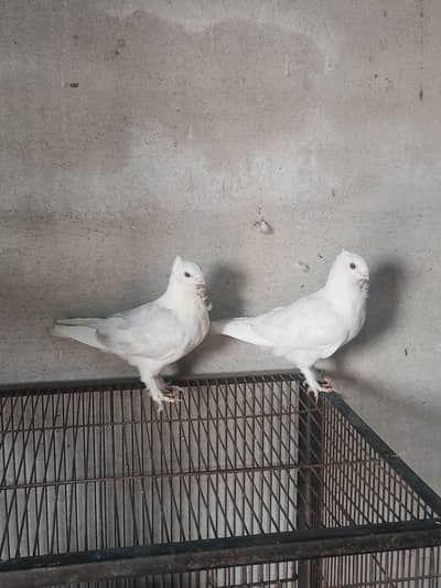 White sentinent silver dilute pair