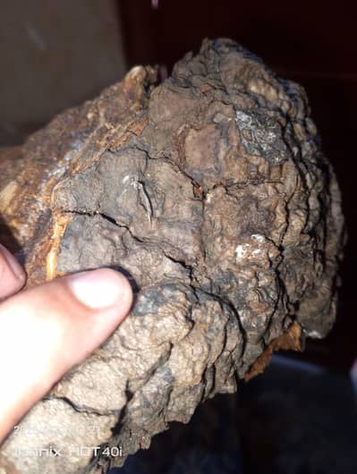 for sale sunshaung mushroom. contact me 03005248147