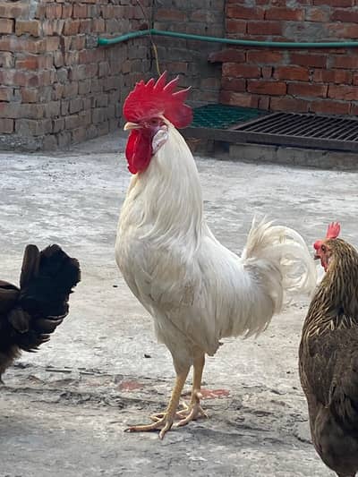 Ghar ki pali hui desi murgiyan aur murgha for sale