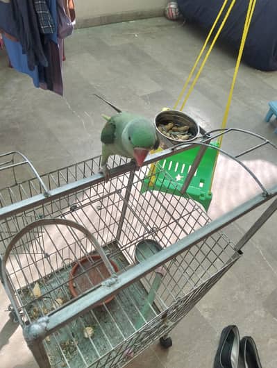 10 months , alexandrine parrot , Hand tam ready to learn talking
