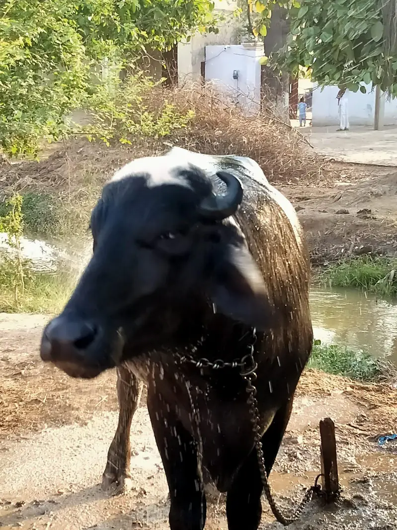 Khubsurat Jhota (Male