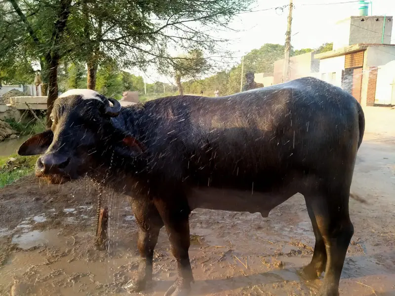 Khubsurat Jhota (Male — photo 2