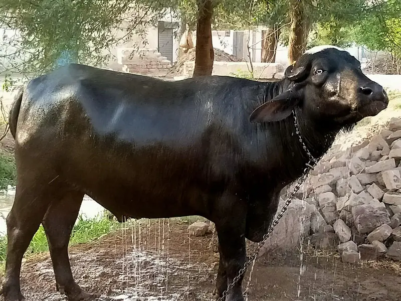 Khubsurat Jhota (Male — photo 3