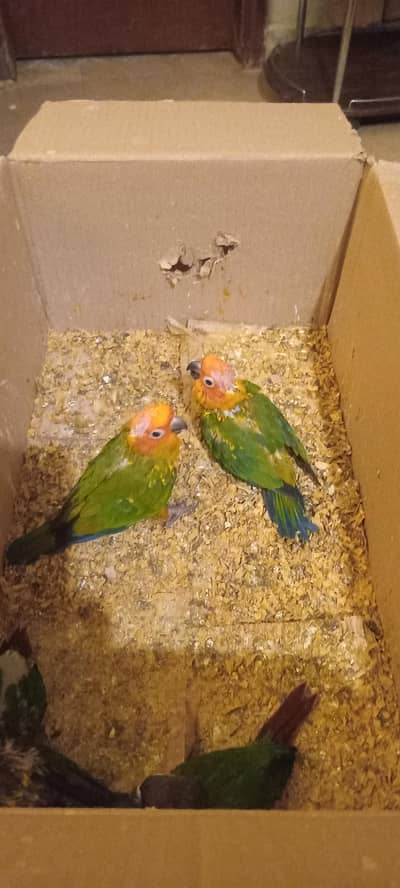 Sun conure chicks