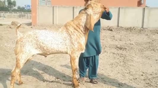 Qurbani lagwane wala Bakra For sale 03106417029