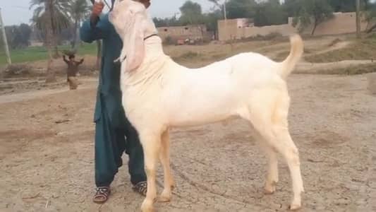 Qurbani lagwane wala Bakra For sale 03106417029
