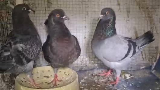 King Modena Breeder pair with one Chick for sale.