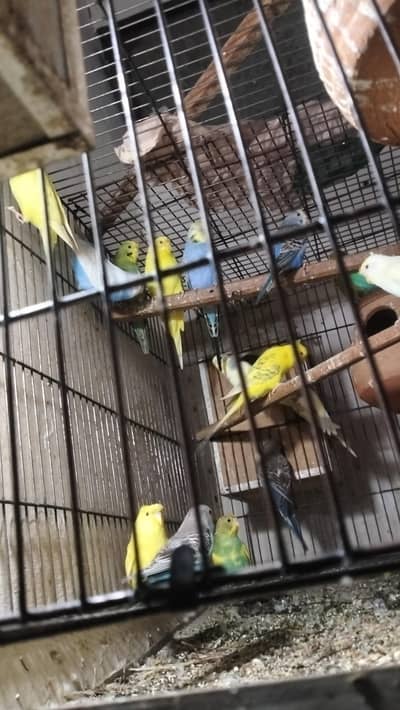 budgies parrot and 2 iron cage for sale