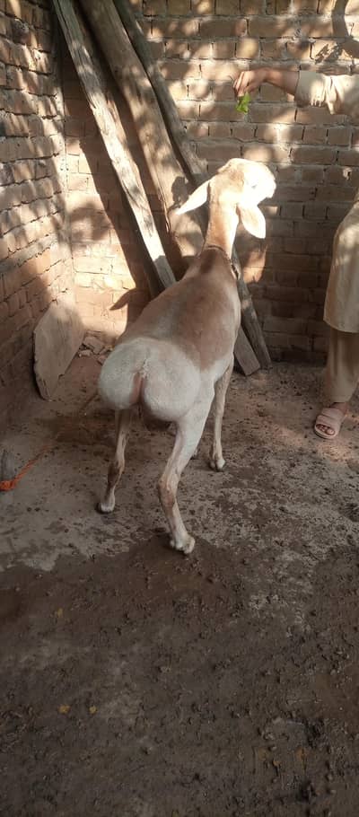 Sheep Read For Eid UL Azha
