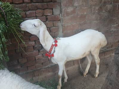 White turkey dumba