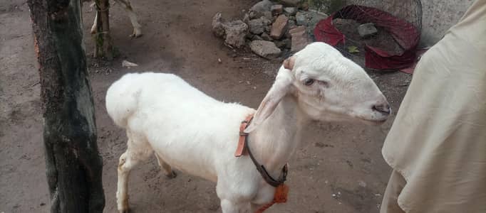 sheep Read For Eid UL Azha