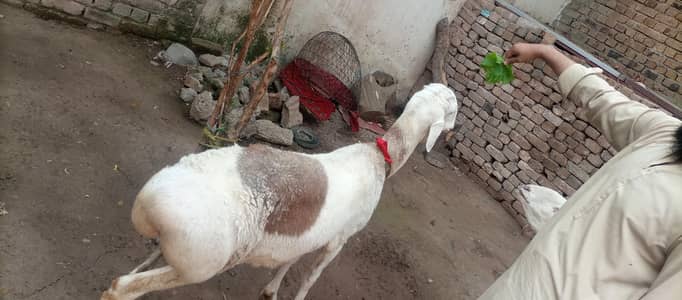 Sheep Read For Eid UL Azha