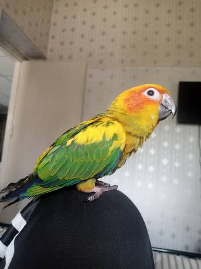 Sun conure for sale