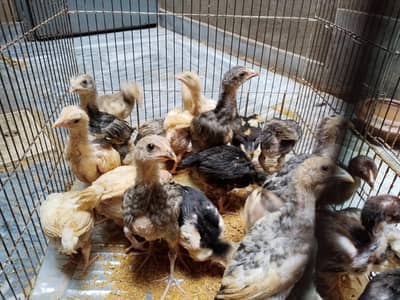 mianwali assel hens chiks for sale